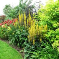 Fiori e arbusti nel paesaggio del giardino