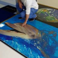 Dolphin on the bathroom floor