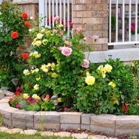 Rose gialle nell'aiuola di un giardino privato