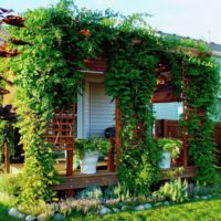 Trijem privatne kuće s biljkama za penjanje