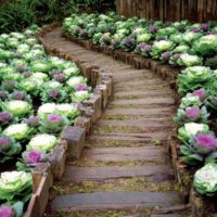 Passerelle en bois entre les lits de jardin