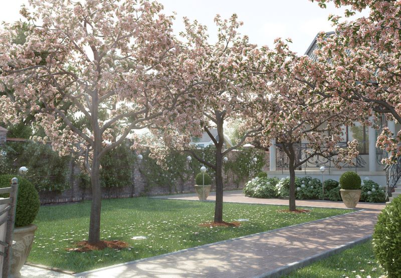 Fruit trees along a garden path