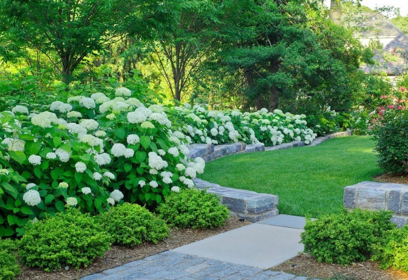 Chic hydrangeas with white buds in a summer cottage