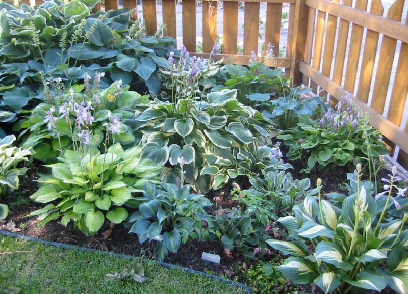 Flowerbed with hosts in the shadow of a wooden fence