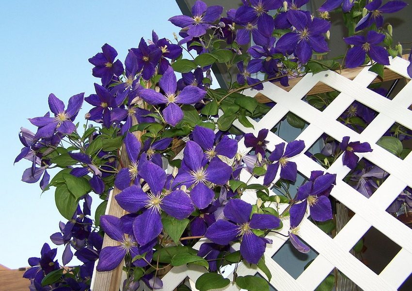 La grande clematide porpora fiorisce su una grata bianca di una pergola del giardino