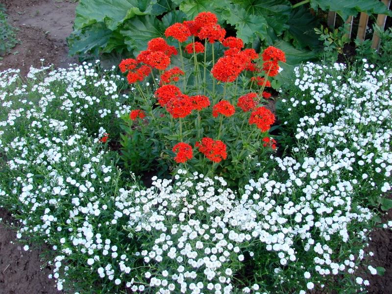 Kombinacija crvenog i bijelog cvijeća na jednoj cvjetnoj postelji