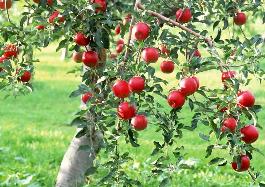 Mele rosse su un albero nel giardino di una casa di campagna