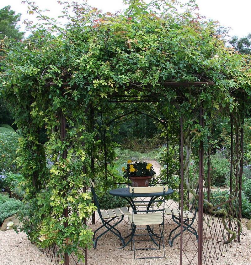 Light metal pergola with climbing plants