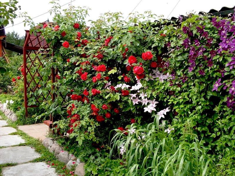 Décoration de jardin avec des plantes grimpantes