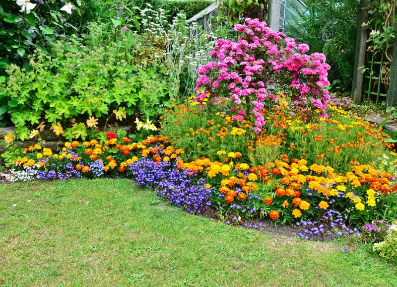 Mixborder dengan perennials berbunga