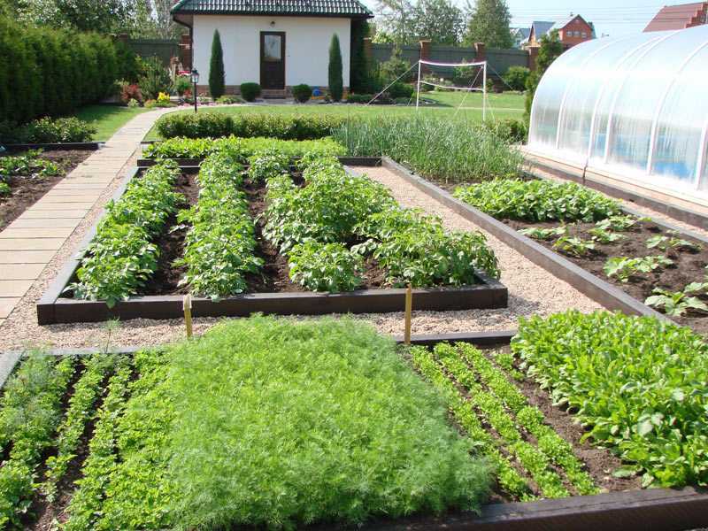 Belle conception de lits de légumes dans un chalet d'été