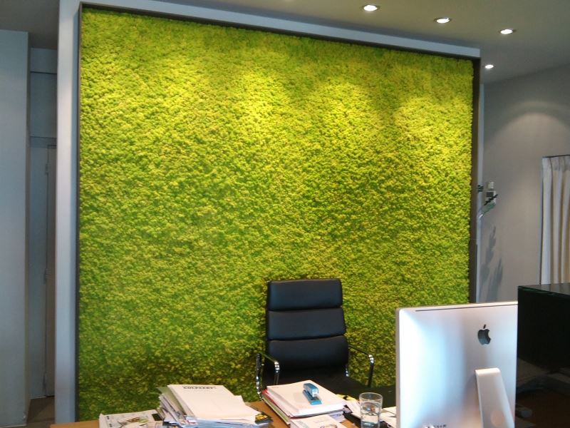 Zelena mahovina na zidu ureda