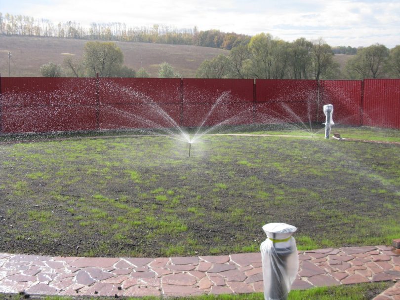 La prima irrigazione del prato dopo l'emergere di piantine di erba di cereali