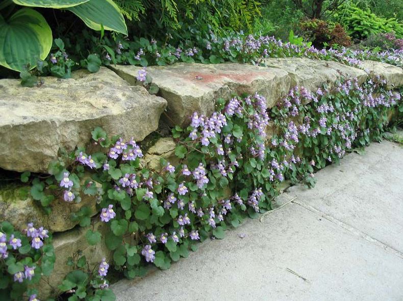 Basso muro di contenimento in pietra locale