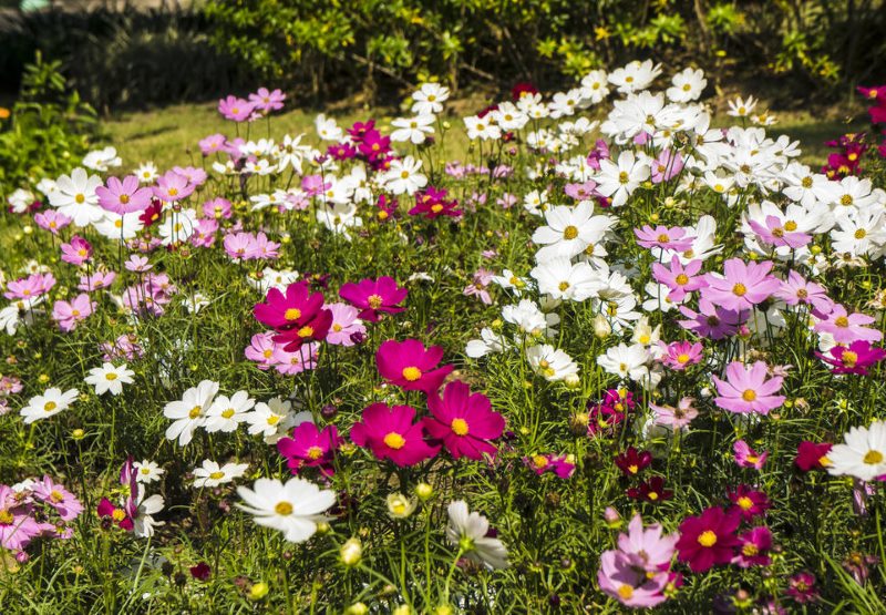 Wildflowers в дизайна на крайградската зона