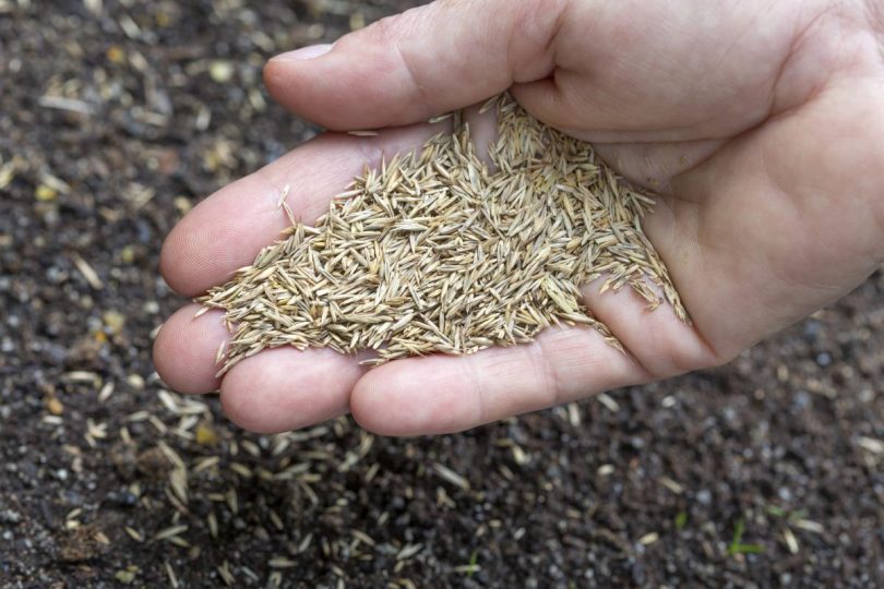 Semences d'herbe pour semer la pelouse