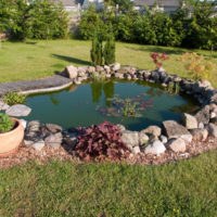 Pond with water lilies in the garden