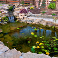 Garden pond with water lilies on the surface of the water