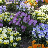 Violettes multicolores dans un lit de fleurs de jardin