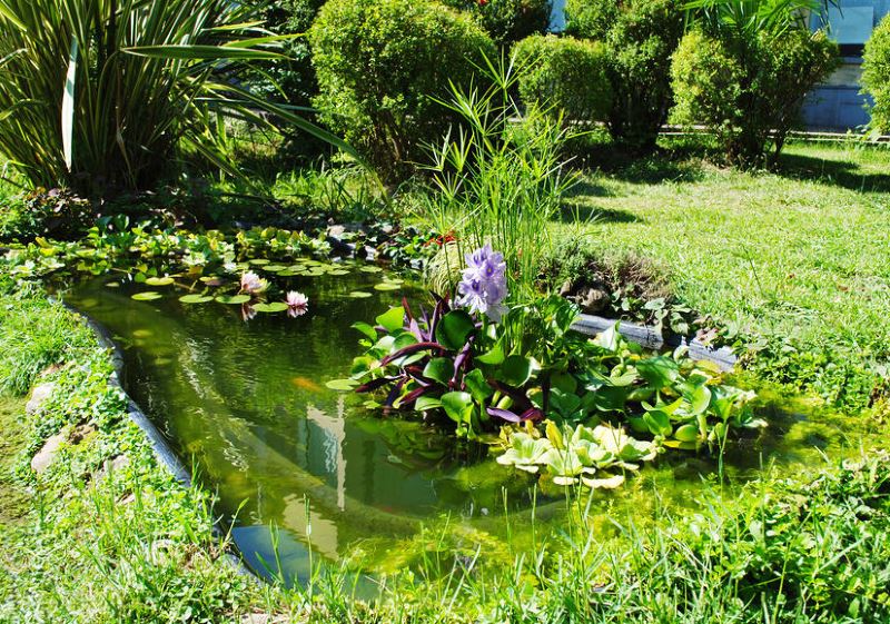 Mali vrtni ribnjak s vodenim biljkama