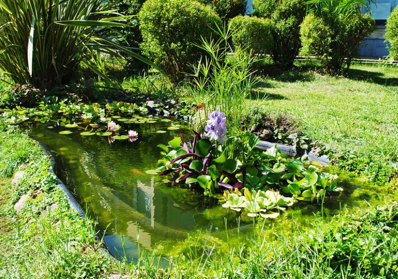 Laghetto con piante acquatiche