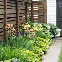 Mixborder avec des hôtes le long d'une clôture en bois