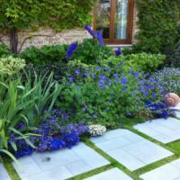 Fleurs bleues dans le parterre d'un chalet d'été