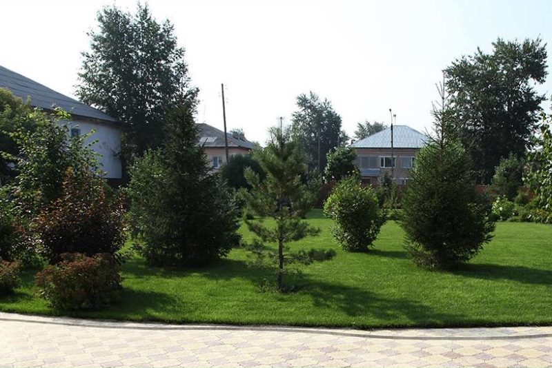 Arbres à feuilles caduques et conifères dans le paysage d'un chalet d'été