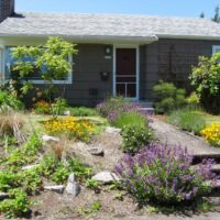 Fleurs sauvages dans la décoration de la pente du jardin