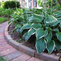 Hosta على flowerbed في ظلال أشجار الحديقة