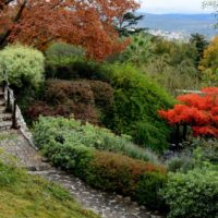 Shrubs and trees on the slope of a summer cottage