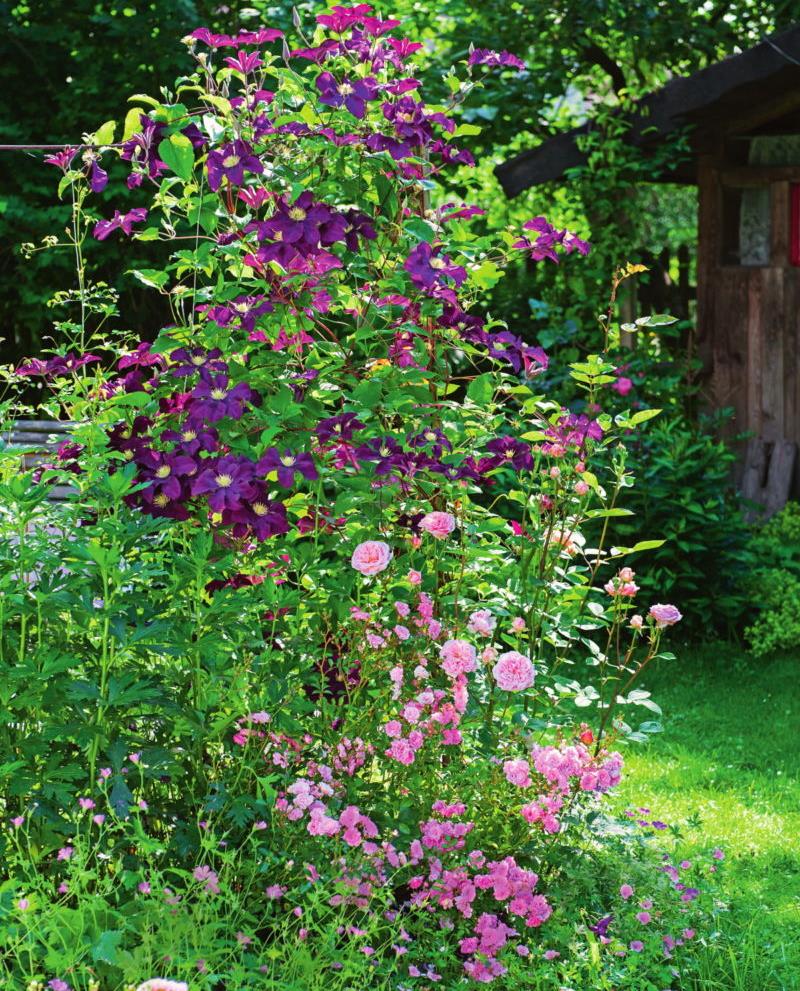 Creazione di una prospettiva di volume in un piccolo giardino con giardinaggio verticale