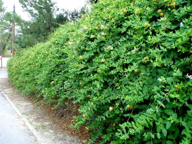 Decorative hedge from Tatar honeysuckle