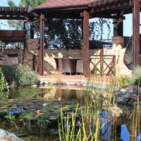 Plantes aquatiques dans un étang de jardin