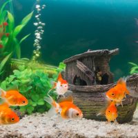 Little orange fish with transparent fins.