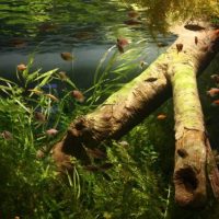 Driftwood vecchio in un acquario rettangolare