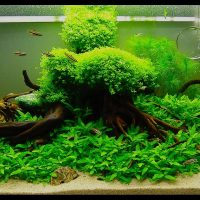 Decorazione dell'acquario con strappi dalla foresta