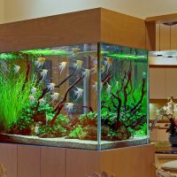 Aquarium on a stand