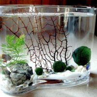 Petit aquarium décoratif