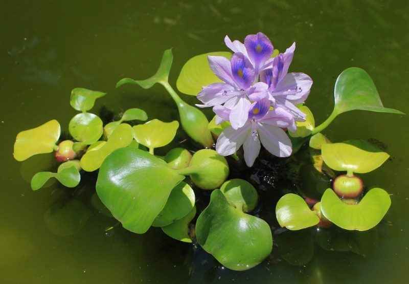 Воден зюмбюл Eichornia с люлякови цветя