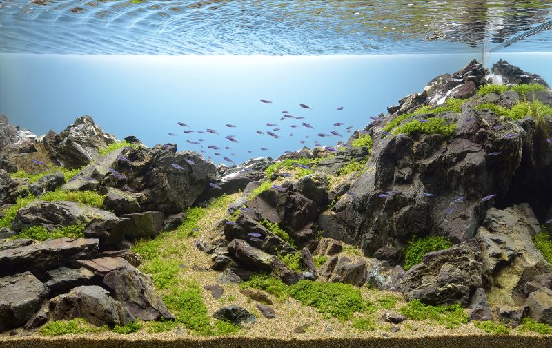 Décoration d'aquarium réaliste avec pierre naturelle