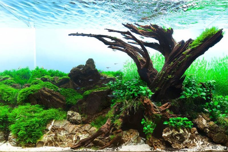 Le radici dell'albero all'interno dell'acquario