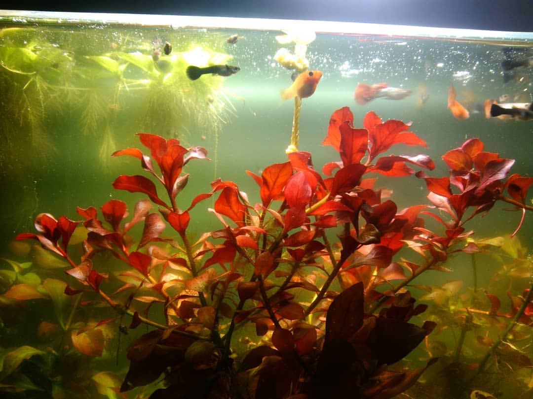 Reddish Leaves of the Swamp Ludwigia