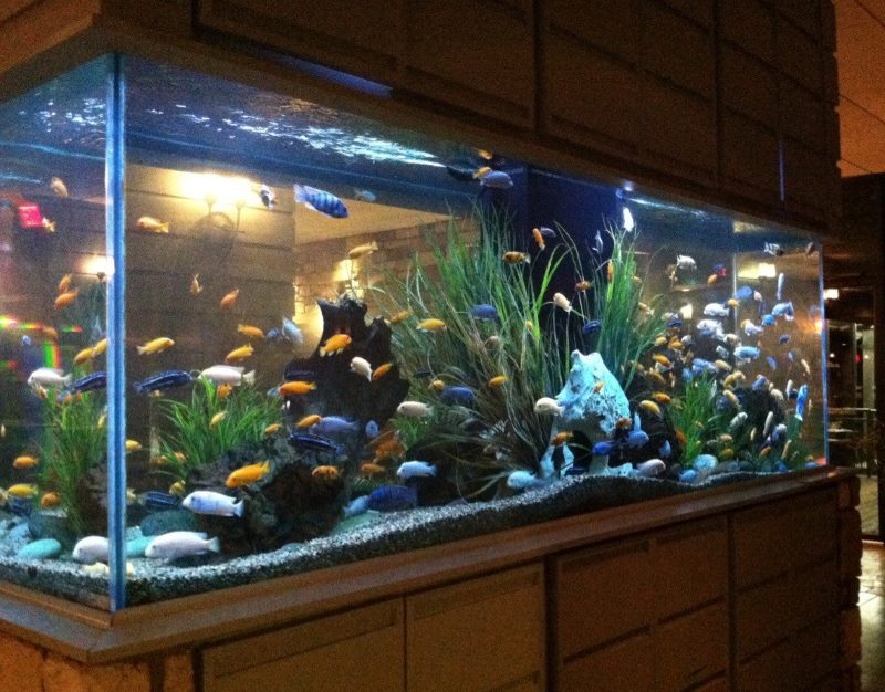 Acquario con fondo rettangolare nel soggiorno