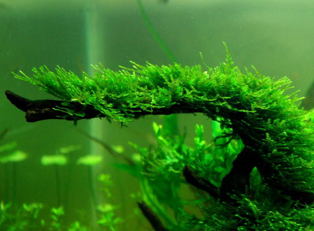 Bois flotté dans un aquarium de mousse javanaise