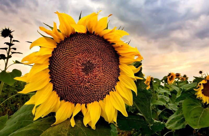 Fotografija cvijeta suncokreta tijekom zrenja sjemena