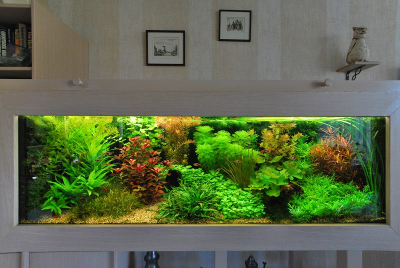 Dutch style aquarium decoration