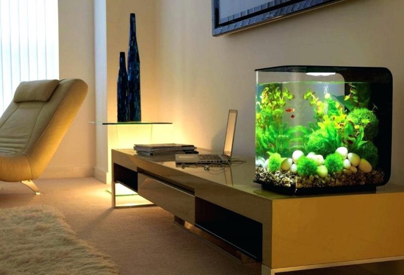 Small aquarium on the desktop