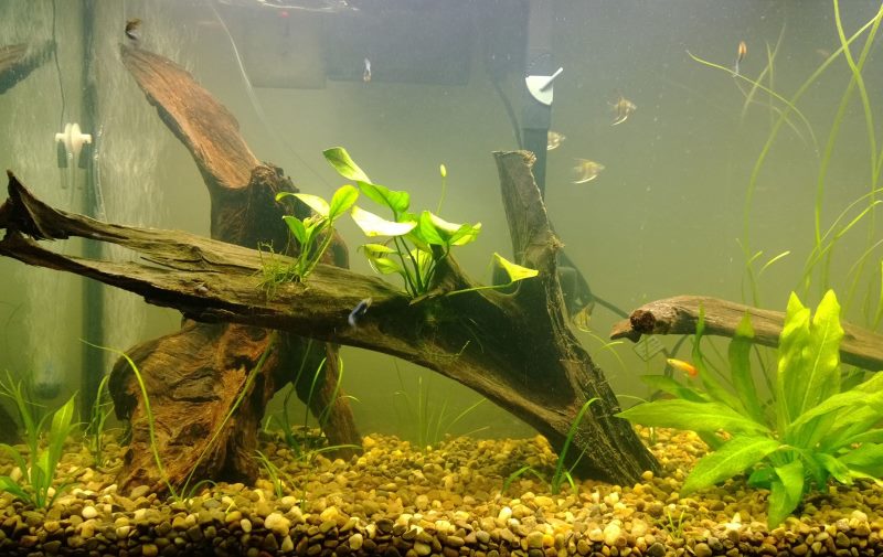 Interior of a home aquarium with snags