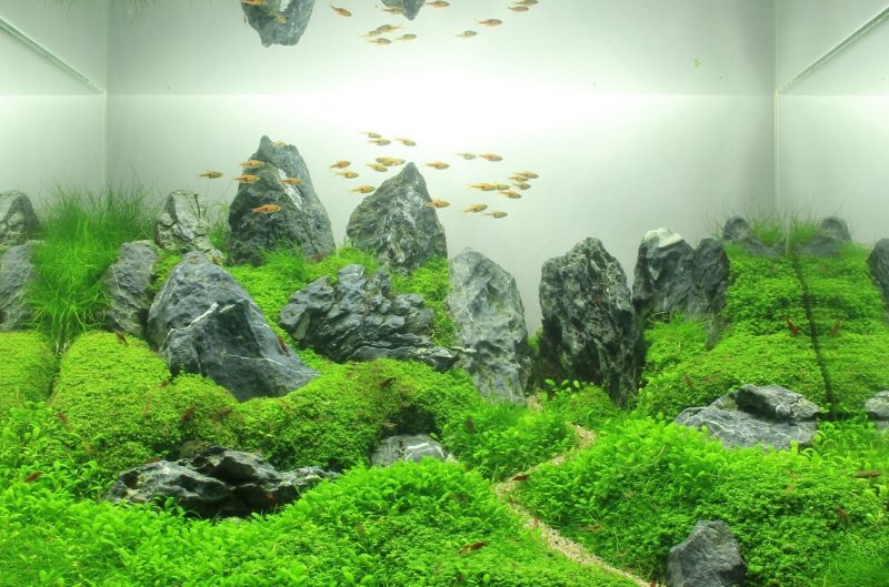 Dekoracija domaćeg akvarija u stilu Tajvana